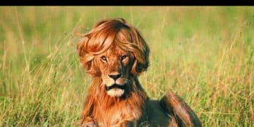 Bitch Pride Lion Hair is Laid