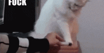fuck-this-thing-cat gif