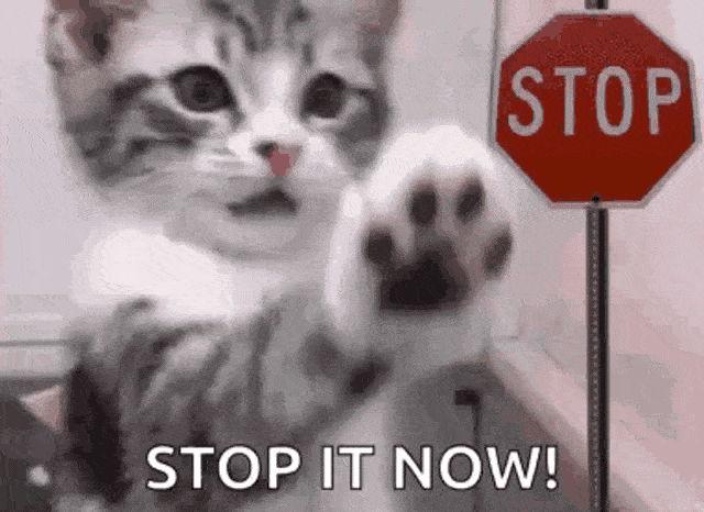 Stop Now Cat - GIF